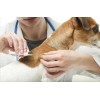 Jeringa de animales con Microchips para animales manejo de Pet ID